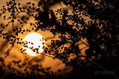 夕暮れ,夕焼け,夕方,夕日,日の入り,オレンジ,染,日没,哀愁,ノスタルジック,草木,植物,シルエット,太陽,空/天気,空/雲,逆光,sky,silhouette,sunset,フルサイズ撮影
