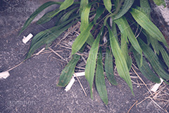 ポイ捨て,捨て,たばこ,タバコ,煙草,一服,食後の,灰皿,はいざら,喫煙,火の元,灰,害,依存症,ニコチン,吸,禁煙,ヘルスケア,健康,医療,マナー,常識,ルール,ごみ,ゴミ,雑草,草,healthcare,health,manner,フルサイズ撮影