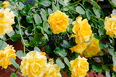 黄色い薔薇,バラ,薔薇,花,お花,フラワー,ローズ,園芸種,灌木,低木,つる植物,春,flower,rose,spring,フルサイズ撮影