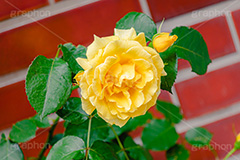 黄色い薔薇,バラ,薔薇,花,お花,フラワー,ローズ,園芸種,灌木,低木,つる植物,春,flower,rose,spring,フルサイズ撮影