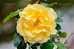 黄色い薔薇,バラ,薔薇,花,お花,フラワー,ローズ,園芸種,灌木,低木,つる植物,春,flower,rose,spring,フルサイズ撮影