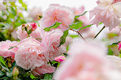 ピンクの薔薇,バラ,薔薇,花,お花,フラワー,ローズ,園芸種,灌木,低木,つる植物,春,flower,rose,spring,フルサイズ撮影