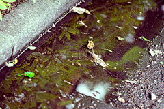雨上がり,水たまりに落葉,雨,地面,ぬかるみ,泥濘,どろ,泥,ドロ,濡れ,濁,落ち葉,自然,土,反射,リフレクション,水たまり,枯葉,水溜り,梅雨,rain,reflection,leaf,フルサイズ撮影