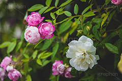 ピンクの薔薇,バラ,薔薇,花,お花,フラワー,ローズ,園芸種,灌木,低木,つる植物,春,flower,rose,spring,フルサイズ撮影