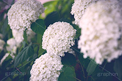 白い紫陽花,あじさい,アジサイ,アナベル,紫陽花,梅雨,つゆ,ホンアジサイ,季語,花,フラワー,満開,6月,flower,フルサイズ撮影