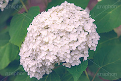 白い紫陽花,あじさい,アジサイ,アナベル,紫陽花,梅雨,つゆ,ホンアジサイ,季語,花,フラワー,満開,6月,flower,フルサイズ撮影