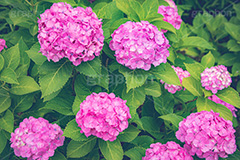 ピンクの紫陽花,あじさい,アジサイ,紫陽花,梅雨,つゆ,ホンアジサイ,季語,花,フラワー,満開,6月,flower,フルサイズ撮影