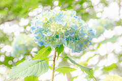 紫陽花,あじさい,アジサイ,梅雨,つゆ,ホンアジサイ,季語,花,フラワー,玉ボケ,6月,開花,flower,フルサイズ撮影