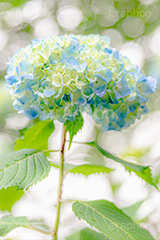 紫陽花,あじさい,アジサイ,梅雨,つゆ,ホンアジサイ,季語,花,フラワー,玉ボケ,6月,開花,flower,フルサイズ撮影