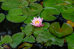 ピンクの睡蓮,睡蓮,スイレン,水生,多年草,池,沼,花,フラワー,蓮の葉,flower,pond,フルサイズ撮影