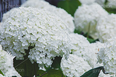 白い紫陽花,あじさい,アジサイ,アナベル,紫陽花,梅雨,つゆ,ホンアジサイ,季語,花,フラワー,満開,6月,flower,フルサイズ撮影