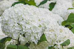 白い紫陽花,あじさい,アジサイ,アナベル,紫陽花,梅雨,つゆ,ホンアジサイ,季語,花,フラワー,満開,6月,flower,フルサイズ撮影