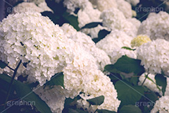 白い紫陽花,あじさい,アジサイ,アナベル,紫陽花,梅雨,つゆ,ホンアジサイ,季語,花,フラワー,満開,6月,flower,フルサイズ撮影
