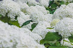 白い紫陽花,あじさい,アジサイ,アナベル,紫陽花,梅雨,つゆ,ホンアジサイ,季語,花,フラワー,満開,6月,flower,フルサイズ撮影