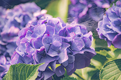 満開のアジサイ,あじさい,アジサイ,アナベル,紫陽花,蜘蛛の巣,クモの巣,くもの巣,巣,梅雨,つゆ,ホンアジサイ,季語,花,フラワー,満開,6月,flower,フルサイズ撮影
