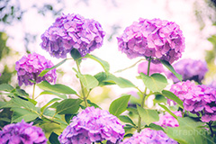満開のアジサイ,あじさい,アジサイ,アナベル,紫陽花,梅雨,つゆ,ホンアジサイ,季語,花,フラワー,満開,6月,ペア,カップル,flower,フルサイズ撮影