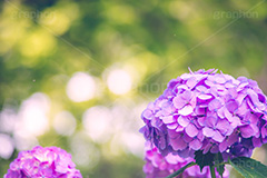 満開のアジサイ,あじさい,アジサイ,アナベル,紫陽花,梅雨,つゆ,ホンアジサイ,季語,花,フラワー,満開,6月,玉ボケ,丸ボケ,flower,フルサイズ撮影