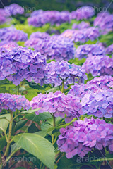 満開のアジサイ,あじさい,アジサイ,アナベル,紫陽花,梅雨,つゆ,ホンアジサイ,季語,花,フラワー,満開,6月,flower,フルサイズ撮影