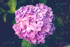 満開のアジサイ,あじさい,アジサイ,アナベル,紫陽花,梅雨,つゆ,ホンアジサイ,季語,花,フラワー,満開,6月,flower,フルサイズ撮影
