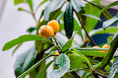 びわ,ビワ,果実,木の実,果物,フルーツ,初夏,fruit,フルサイズ撮影