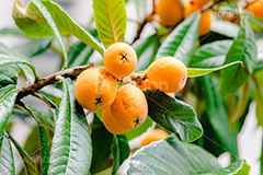 びわ,ビワ,果実,木の実,果物,フルーツ,初夏,fruit,フルサイズ撮影