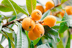 びわ,ビワ,果実,木の実,果物,フルーツ,初夏,fruit,フルサイズ撮影