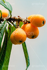 びわ,ビワ,果実,木の実,果物,フルーツ,初夏,fruit,フルサイズ撮影