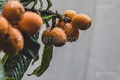 雨に濡れたびわ,びわ,ビワ,果実,木の実,果物,フルーツ,初夏,梅雨,濡れ,水滴,雨水,雨の日,fruit,フルサイズ撮影