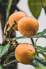 雨に濡れたびわ,びわ,ビワ,果実,木の実,果物,フルーツ,初夏,梅雨,濡れ,水滴,雨水,雨の日,fruit,フルサイズ撮影
