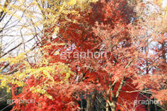 紅葉,こうよう,もみじ,モミジ,紅葉狩り,黄葉,落葉広葉樹,カエデ科,秋,季語,色づく,キレイ,きれい,綺麗,照紅葉,照葉,japan,autumn