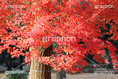 もみじ,モミジ,紅葉,こうよう,紅葉狩り,黄葉,落葉広葉樹,カエデ科,秋,季語,色づく,キレイ,きれい,綺麗,照紅葉,照葉,japan,autumn