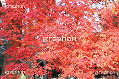 もみじ,モミジ,紅葉,こうよう,紅葉狩り,黄葉,落葉広葉樹,カエデ科,秋,季語,色づく,キレイ,きれい,綺麗,照紅葉,照葉,japan,autumn