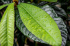 葉に雨粒,雨,あめ,雨の日,草,植物,水滴,雨粒,小雨,梅雨,つゆ,レイン,アジサイ,自然,rain,フルサイズ撮影