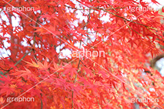 もみじ,モミジ,紅葉,こうよう,紅葉狩り,黄葉,落葉広葉樹,カエデ科,秋,季語,色づく,キレイ,きれい,綺麗,照紅葉,照葉,japan,autumn