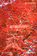 もみじ,モミジ,紅葉,こうよう,紅葉狩り,黄葉,落葉広葉樹,カエデ科,秋,季語,色づく,キレイ,きれい,綺麗,照紅葉,照葉,japan,autumn