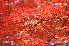 もみじ,モミジ,紅葉,こうよう,紅葉狩り,黄葉,落葉広葉樹,カエデ科,秋,季語,色づく,キレイ,きれい,綺麗,照紅葉,照葉,japan,autumn