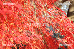 もみじ,モミジ,紅葉,こうよう,紅葉狩り,黄葉,落葉広葉樹,カエデ科,秋,季語,色づく,キレイ,きれい,綺麗,照紅葉,照葉,japan,autumn
