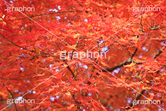 もみじ,モミジ,紅葉,こうよう,紅葉狩り,黄葉,落葉広葉樹,カエデ科,秋,季語,色づく,キレイ,きれい,綺麗,照紅葉,照葉,japan,autumn