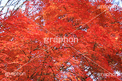 もみじ,モミジ,紅葉,こうよう,紅葉狩り,黄葉,落葉広葉樹,カエデ科,秋,季語,色づく,キレイ,きれい,綺麗,照紅葉,照葉,japan,autumn