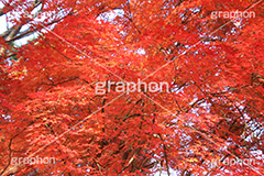 もみじ,モミジ,紅葉,こうよう,紅葉狩り,黄葉,落葉広葉樹,カエデ科,秋,季語,色づく,キレイ,きれい,綺麗,照紅葉,照葉,japan,autumn