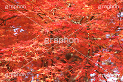 もみじ,モミジ,紅葉,こうよう,紅葉狩り,黄葉,落葉広葉樹,カエデ科,秋,季語,色づく,キレイ,きれい,綺麗,照紅葉,照葉,japan,autumn