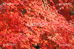 もみじ,モミジ,紅葉,こうよう,紅葉狩り,黄葉,落葉広葉樹,カエデ科,秋,季語,色づく,キレイ,きれい,綺麗,照紅葉,照葉,japan,autumn