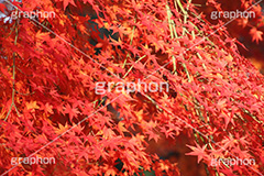 もみじ,モミジ,紅葉,こうよう,紅葉狩り,黄葉,落葉広葉樹,カエデ科,秋,季語,色づく,キレイ,きれい,綺麗,照紅葉,照葉,japan,autumn