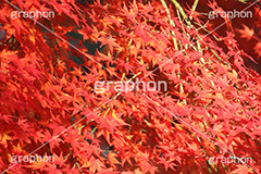 もみじ,モミジ,紅葉,こうよう,紅葉狩り,黄葉,落葉広葉樹,カエデ科,秋,季語,色づく,キレイ,きれい,綺麗,照紅葉,照葉,japan,autumn
