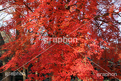 もみじ,モミジ,紅葉,こうよう,紅葉狩り,黄葉,落葉広葉樹,カエデ科,秋,季語,色づく,キレイ,きれい,綺麗,照紅葉,照葉,japan,autumn