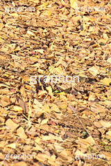 イチョウ落ち葉,イチョウ,いちょう,落ち葉,銀杏,紅葉,こうよう,もみじ,モミジ,紅葉狩り,黄葉,落葉広葉樹,カエデ科,秋,季語,色づく,キレイ,きれい,綺麗,照紅葉,照葉,japan,autumn