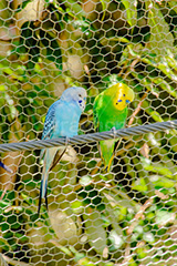 インコ,セキセイインコ,オウム科,鳥,とり,並ぶ,綱,bird,フルサイズ撮影
