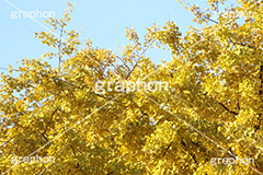 イチョウ,いちょう,銀杏,紅葉,こうよう,もみじ,モミジ,紅葉狩り,黄葉,落葉広葉樹,カエデ科,秋,季語,色づく,キレイ,きれい,綺麗,照紅葉,照葉,japan,autumn