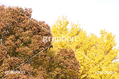 イチョウ,いちょう,銀杏,紅葉,こうよう,もみじ,モミジ,紅葉狩り,黄葉,落葉広葉樹,カエデ科,秋,季語,色づく,キレイ,きれい,綺麗,照紅葉,照葉,japan,autumn