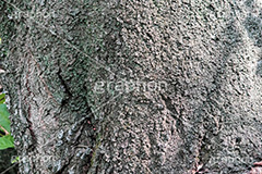 木の幹,幹,苔,コケ,こけ,自然,木々,草木,テクスチャ,テクスチャー,natural,spiritual,texture